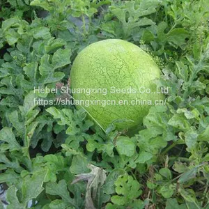 Big Pearl Light Green Hybrid Watermelon Seed thumbnail-2