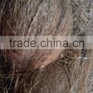 Natural Coconut for Sale thumbnail-1