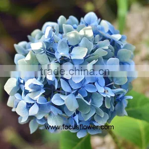 Com High Quality Buy Fresh Hydrangeas From Yunnan China thumbnail-1