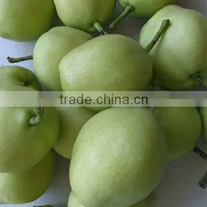 2015 New Crop Fresh su Pear With Good Quality White Pears Fresh Juicy Pears thumbnail-5