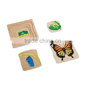 Development of Butterfly thumbnail-1