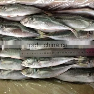 Frozen Fish Horse Mackerel Size 20cm+ Fro Sale thumbnail-1