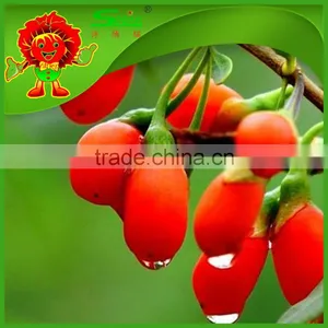 Premium Natural Wolfberry Organic Goji Berry Dry thumbnail-2