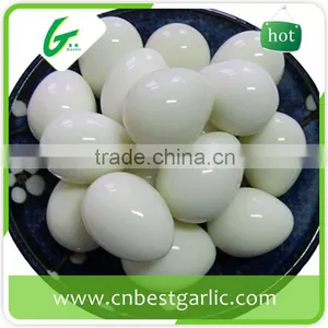 Hatching Fresh Quail Eggs thumbnail-2