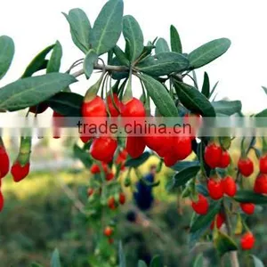 Goji Berries Seeds for Dried Goji Berries Great Goji Berry Health Benefits thumbnail-1