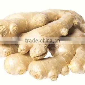 Top Quality Gan Jiang Extract Powder thumbnail-1