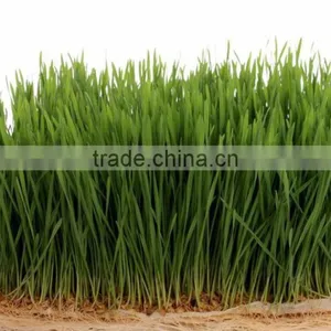 Hot Sale Organic Wheat Grass Powder thumbnail-1