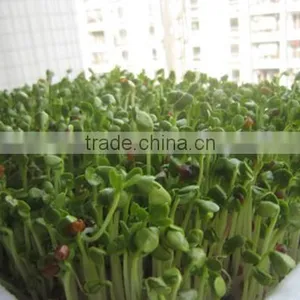Soybean Mung Bean Sprouts Machine/bean Sprouts Making Machine/automatic Bean Sprouts Machine thumbnail-3
