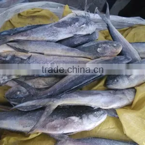 Frozen Mahi Mahi WR Frozen Fish Healthy Foods Trading thumbnail-2