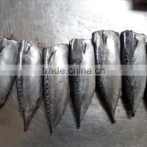 Frozen Bonito HGT thumbnail-1