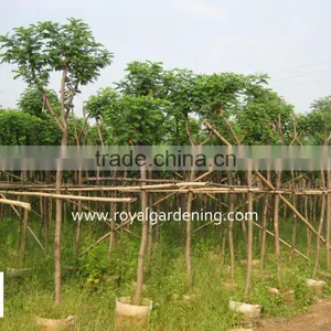 Cassia Surattensis for Landscaping thumbnail-2