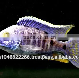 Cichlid Fish Farm for Sale and Export thumbnail-4