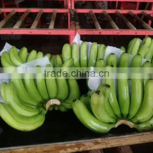 FRESH BANANA thumbnail-5