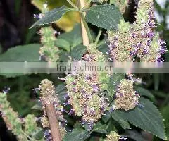 Resolving Dampness and Relieving Summer Heat Essential Patchouli Oil With the Lowest Price thumbnail-2