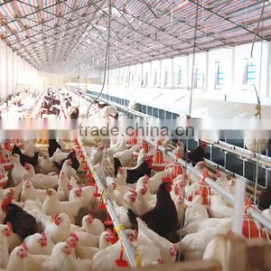 Poultry Feeding System for Broilers and Layers thumbnail-5