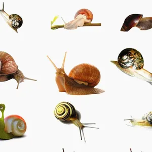 Metaldehyde 6%gr Control of Golden Apple Snails in Rice, As Well As Snails and Slugs on Vegetables, Cotton, and Tobacco. thumbnail-2