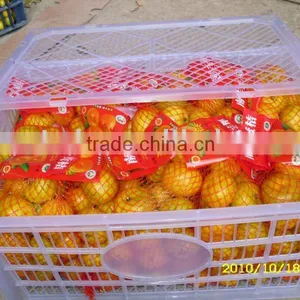 Sugar Orange thumbnail-1