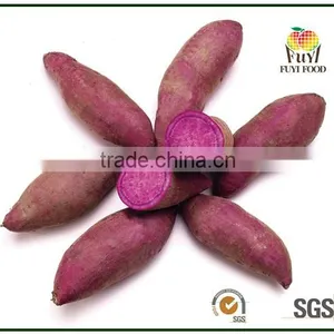 Fresh Sweet Potato for Sweet Potato Powder thumbnail-6
