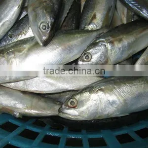 Indian Mackerel Seafood thumbnail-1