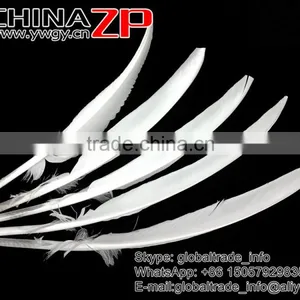 CHINAZP Plumage Supplier Bulk Natural Bleached White Turkey Pointers Quill Large Feathers for Sale thumbnail-2