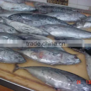 Delicious Body Part Salt Flake in Vegetable Oil Canned Tuna Fish Price thumbnail-1