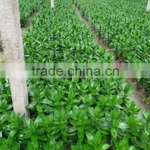 Lucky Bamboo thumbnail-4