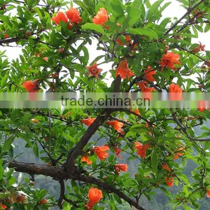 Pomegranate Tree Seedling thumbnail-2