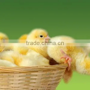 Soya Lecithin as Poultry Broiler Feed thumbnail-2