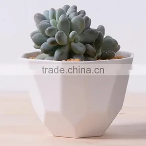 2016 New Design Irregular Ceramic Succulent Planter thumbnail-1