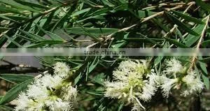 Cajeput Oil thumbnail-2