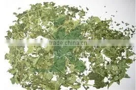 Carica Papaya Leaves thumbnail-3