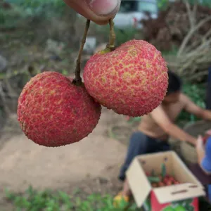 Lychee Trees Mango Trees With Grafting Garden Trees thumbnail-3