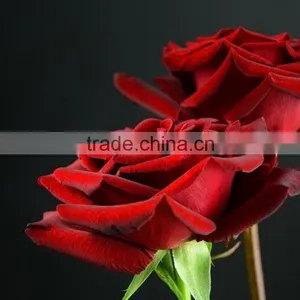 Decorative Promotional Color Black Magic Rose Flower thumbnail-3