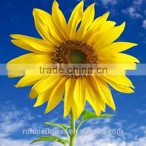 Hot Sale New Product China Fresh Lily Flower for Women's Day thumbnail-3