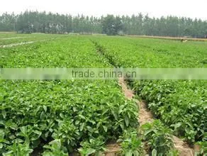 Wholesale Stevia Extract Powder Reb A 97% With ISO HACCP KOSHER FDA thumbnail-6