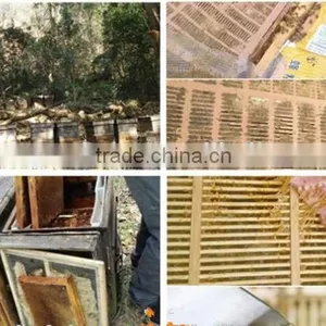 100% Pure Propolis/high Quality Bee Propolis thumbnail-6