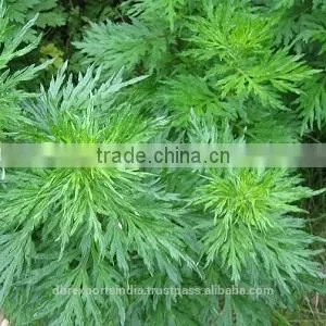 Davana Oil thumbnail-1