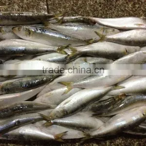 Hot Sale Fresh High Quality Sardine 140-160g,Lighting thumbnail-1