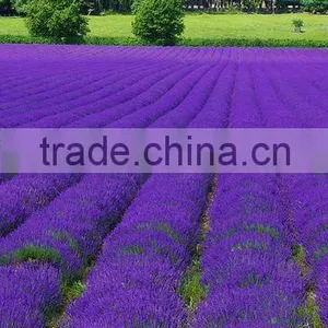 Lavender Oil thumbnail-3