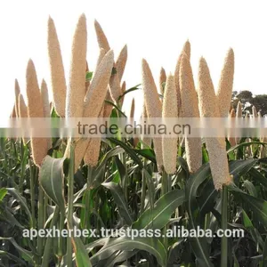Green Millet Food Grade / Green Millet Feed Grade / Millet Green thumbnail-3