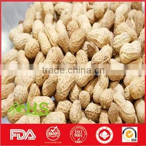 Supply New Crop and High Quality Peanut Kernels thumbnail-6