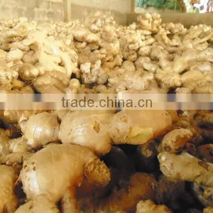 Fresh Ginger, Hot Ginger thumbnail-2