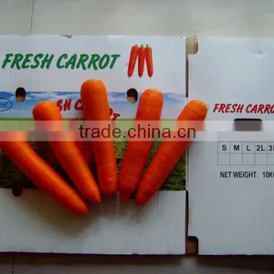 Carrot,fresh Carrot From China thumbnail-1