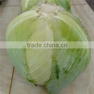 New Crop Flat Cabbage/round Cabbage for Sale thumbnail-6