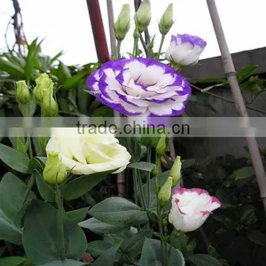 High Quality Fresh Cut Flowers Eustoma From Flower Plating Base thumbnail-1