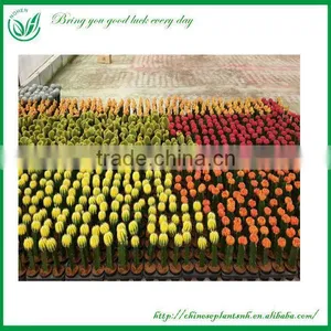 Chamaecereus Sylvestri F.variegatus Cactus Plants thumbnail-2