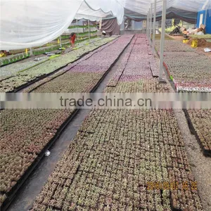 Multi-Span Agricultural Greenhouses thumbnail-5