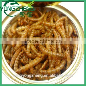 Dried Mealworms,Birds Food & Aquarium Fish Food thumbnail-5
