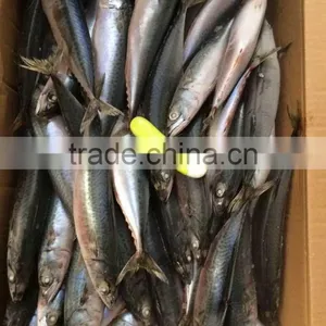 Frozen Tuna of Pacific Mackerel thumbnail-1