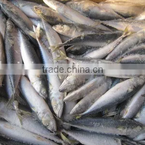 MACKEREL thumbnail-1